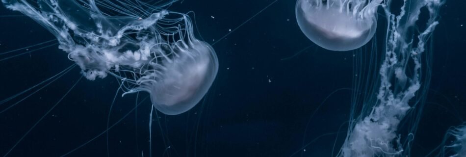 white jellyfishes swims